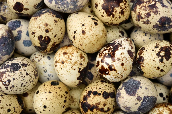 Huevos de codorniz moteados — Foto de Stock