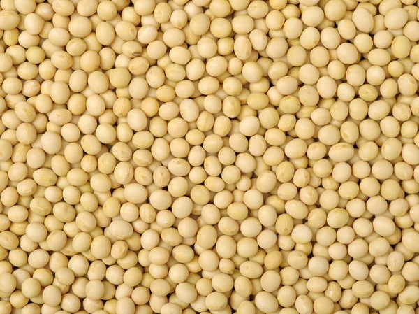 Montón de frijoles de soja secos — Foto de Stock