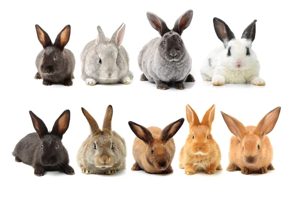 Collection Baby Bunnies — Stock Photo, Image