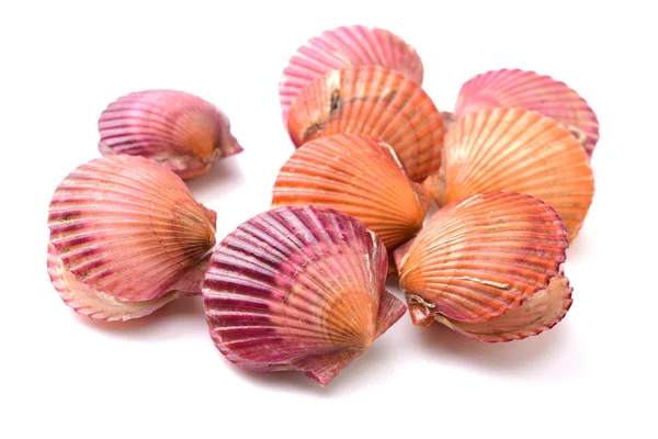 Lots of scallop sea shells — Stock Photo, Image