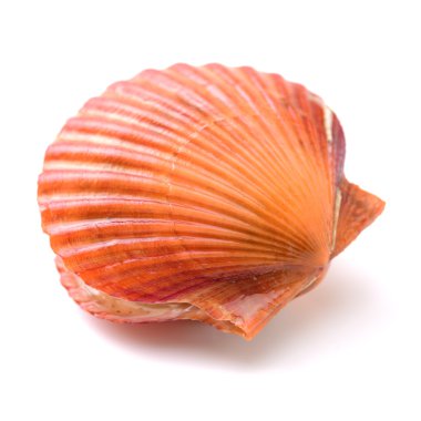 Beyaz üzerine ham tarak