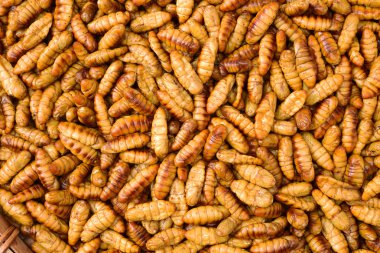 Chrysalis silkworms arka plan olarak