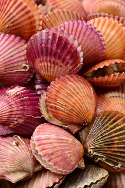 tarak deniz kabukları bir sürü 