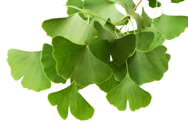 Ginkgo Biloba Zelené Listy — Stock fotografie