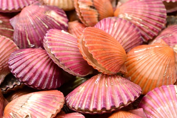 Un sacco di conchiglie di capesante — Foto Stock