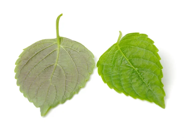 Las hojas de Perilla Verde, también —  Fotos de Stock
