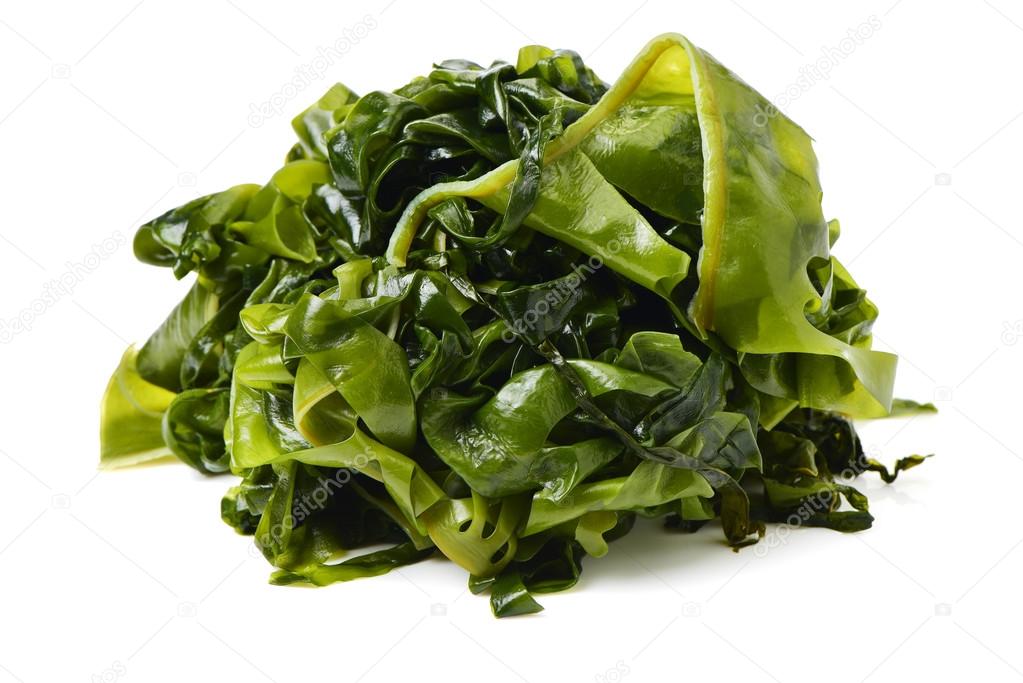 kelp laminaria japonica