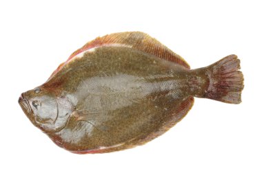 Tek limon sole balık 