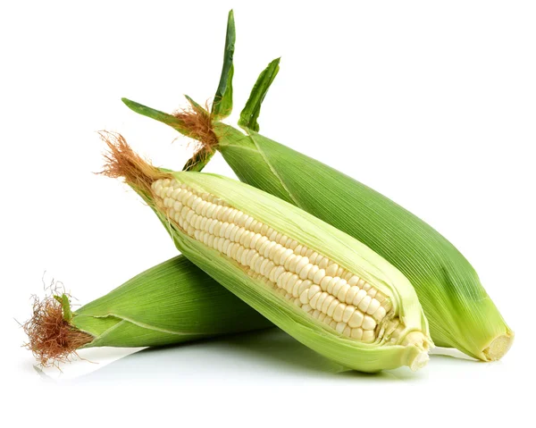 Three fresh white corncobs — Stock Photo, Image