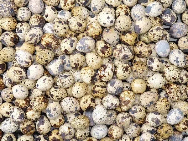 Strakaté křepelčí vejce — Stock fotografie