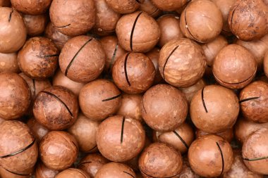 Macadamia fıstığı yakın çekim 