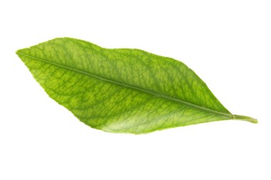 Beyaz arkaplanda yeşil yaprak