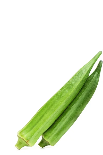 Aloe vera bitki üzerinde izole — Stok fotoğraf