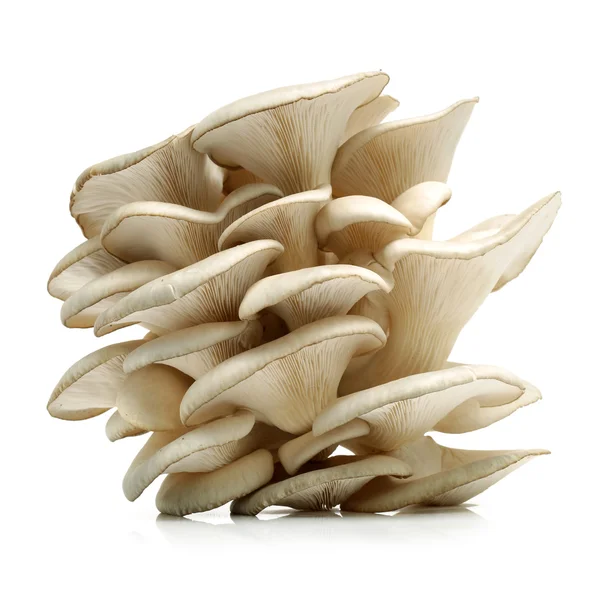 흰 배경에 있는 진주 버섯 — 스톡 사진