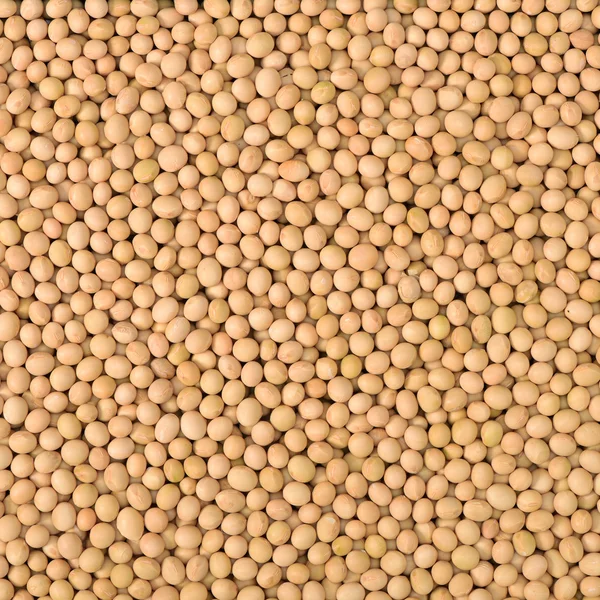 Pile of dried soy beans — Stock Photo, Image