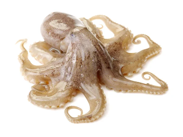 Bleke Perzik Gekleurde Octopus Voor Witte Achtergrond — Stockfoto