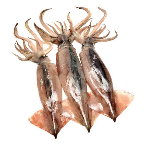 Tre Calamari Bianco — Foto Stock