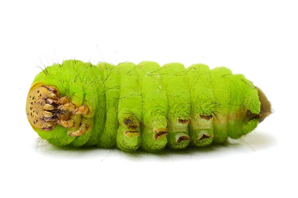Ένα Πράσινο Σκουλήκι Εσωτερικη — Φωτογραφία Αρχείου