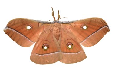 Beyaz arka plan üzerinde izole bir güve