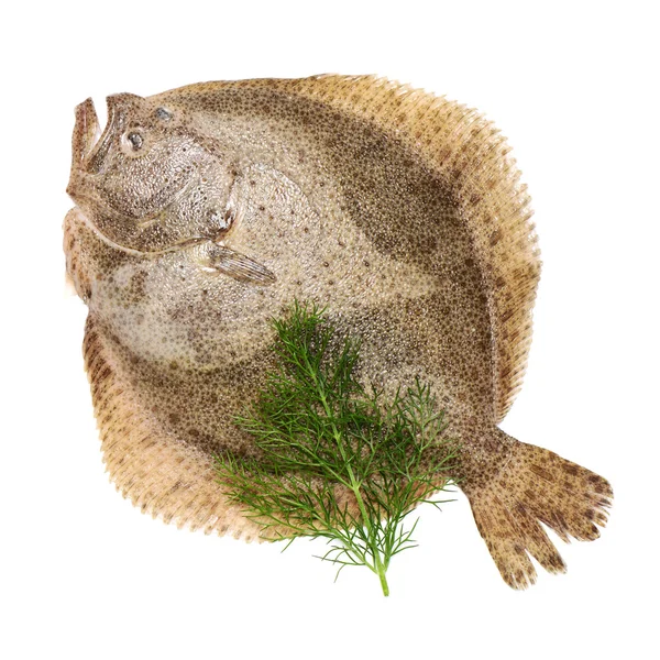 Turbot Fish White — Stock Photo, Image