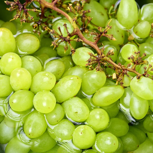 Green grapes close up — Stock Photo, Image