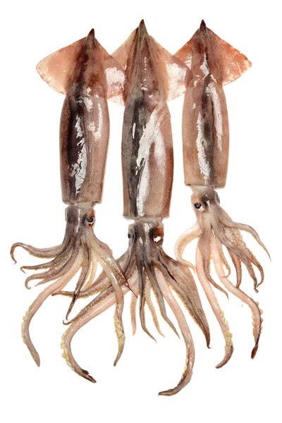 Fresh Squids Isolated White — Stock Photo, Image