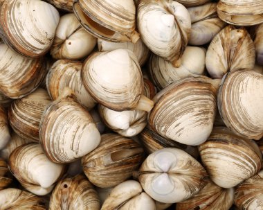 Çiğ istiridye kabukları