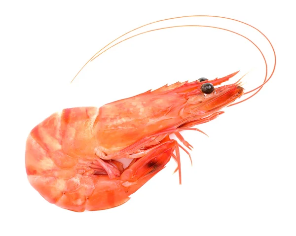 Langostino Cocido Sobre Blanco — Foto de Stock