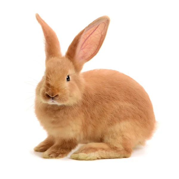 Brown cute rabbit — Stock Photo, Image