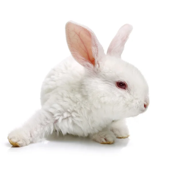 회색 귀여운 토끼 — 스톡 사진