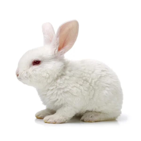 Grey cute rabbit — Stock Photo, Image