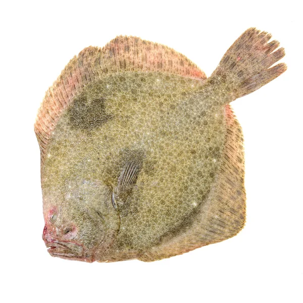 Psetta Maxima Turbot Fish White Background — Stock Photo, Image