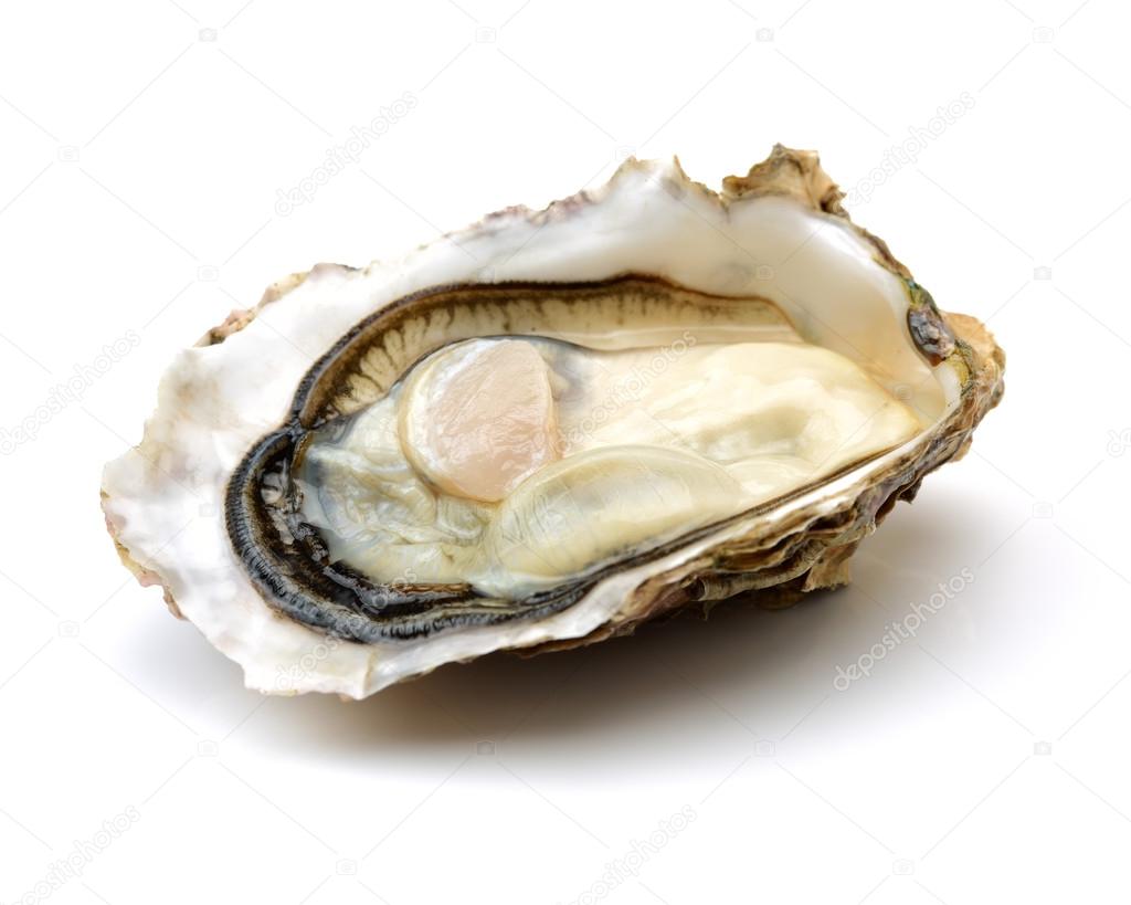 Fresh oyster on white
