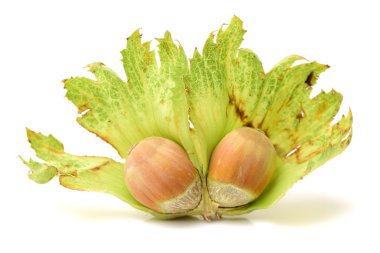 Fındık yığını kapat