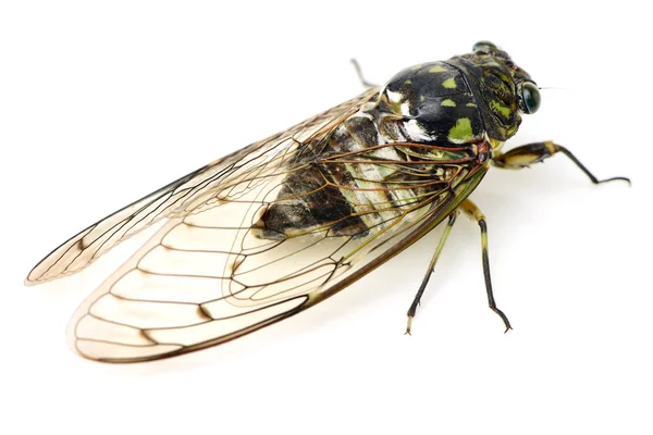 Single Cicada Valkoinen — kuvapankkivalokuva