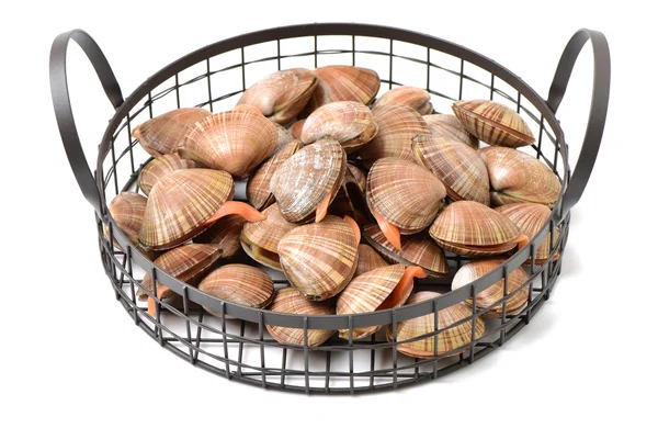 Raw clams in shells — Stock Photo, Image