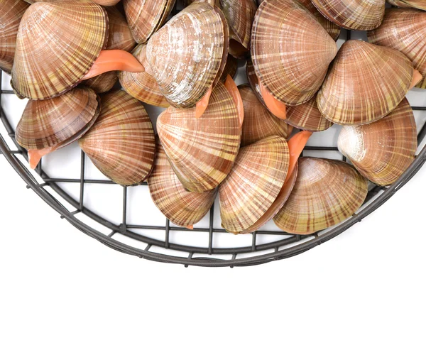 Raw clams in shells — Stock Photo, Image