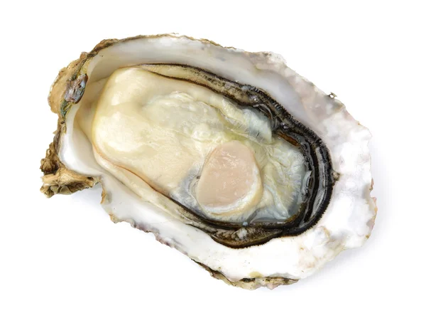 Fresh oyster on white background — Stock Photo, Image