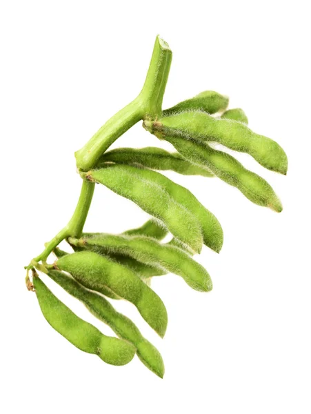 Green kidney bean on white — Stock Photo, Image