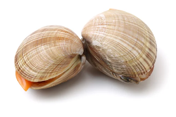 Vongole fresche su sfondo bianco — Foto Stock