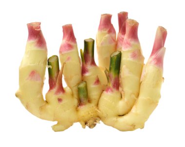 beyaz üzerine taze zencefil kökü 