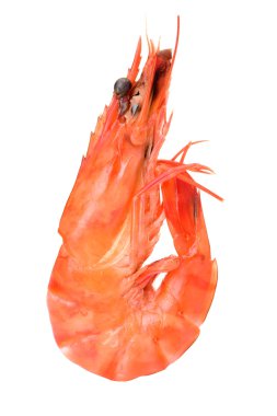 Beyaz arka planda karidesler