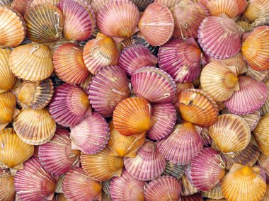 tarak deniz kabukları bir sürü 