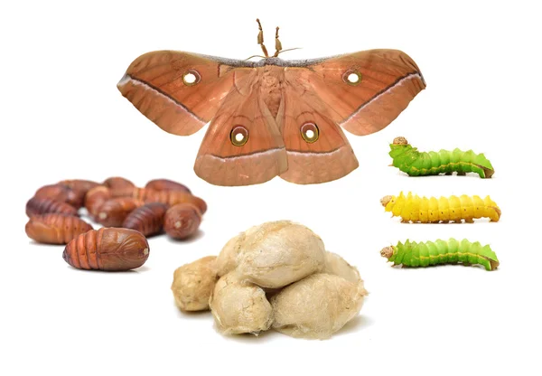 Silk moth livscykel på — Stockfoto