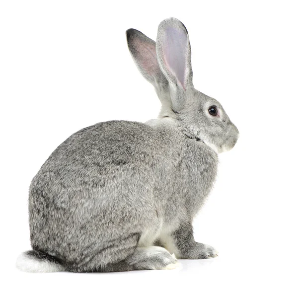 Conejo gris sobre un blanco — Foto de Stock
