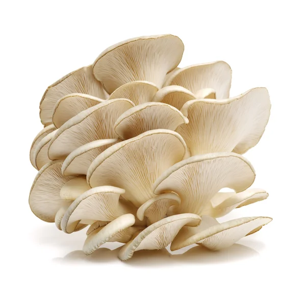 白色背景的牡蛎蘑菇 — 图库照片