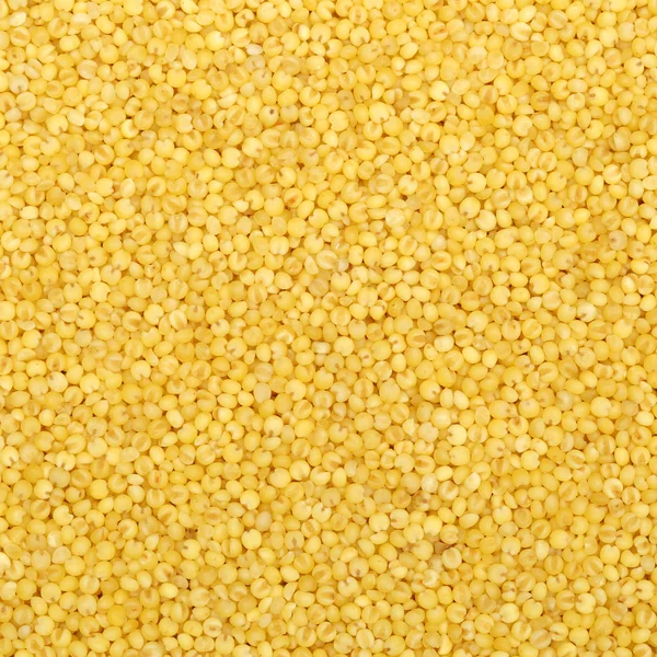 Żółte nasiona prosa — Zdjęcie stockowe