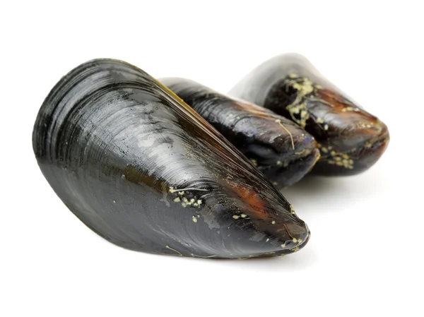 Fresh mussel on white background — Stock Photo, Image