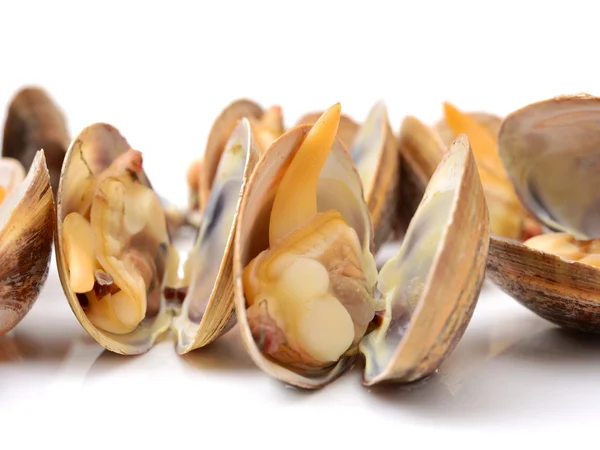 ホタテの貝殻がたくさん — ストック写真