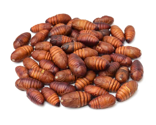 Chrysalis silkworm ,silk worm cocoon — Stock Photo, Image